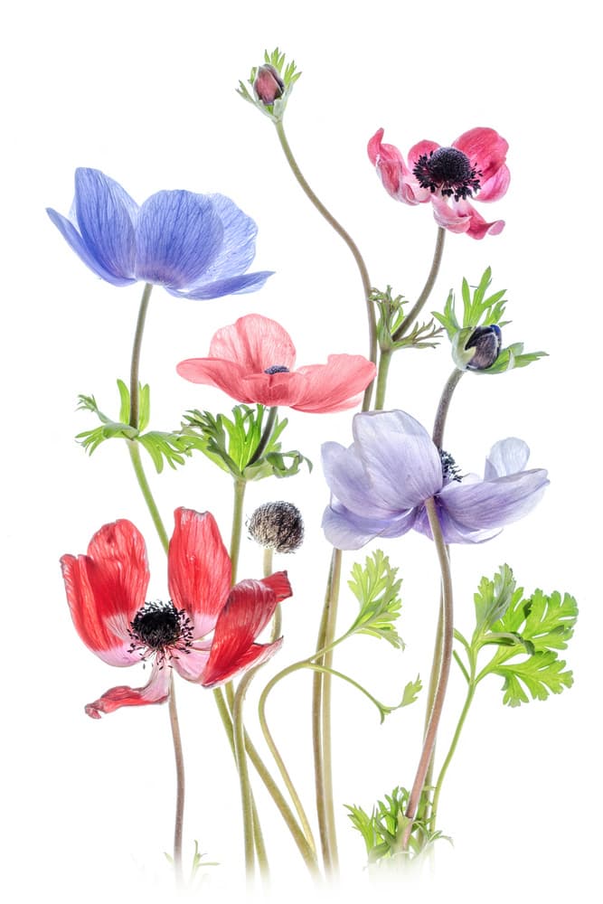 Anemone De Caen by Mandy Disher — canvas wall art