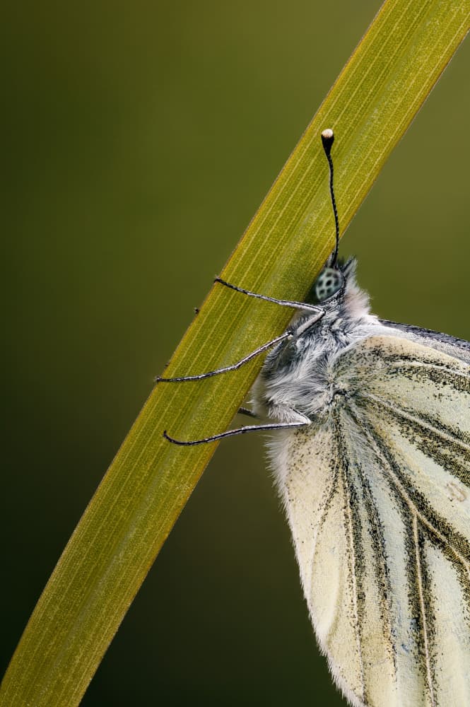 Delicate White Butterfly by Magnus Renmyr — canvas wall art
