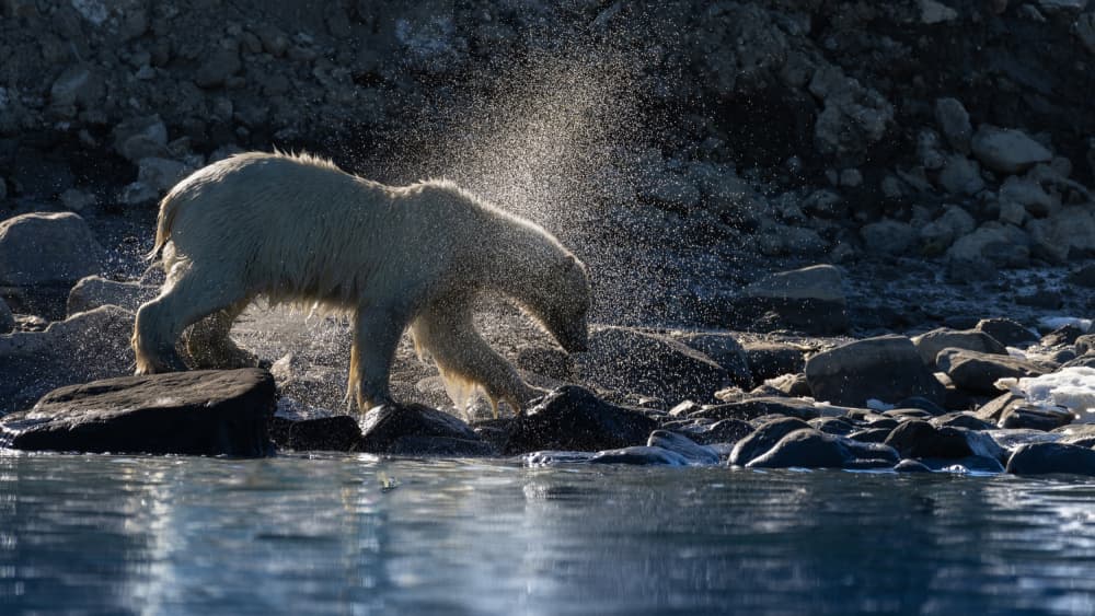 Polar Bear Splashing by Shobhit Chawla — canvas wall art