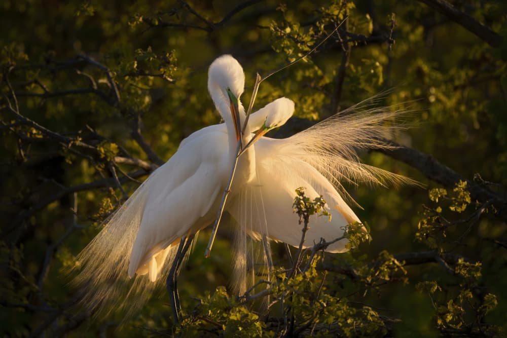 Egrets in Golden Light by Qing Zhao — canvas wall art