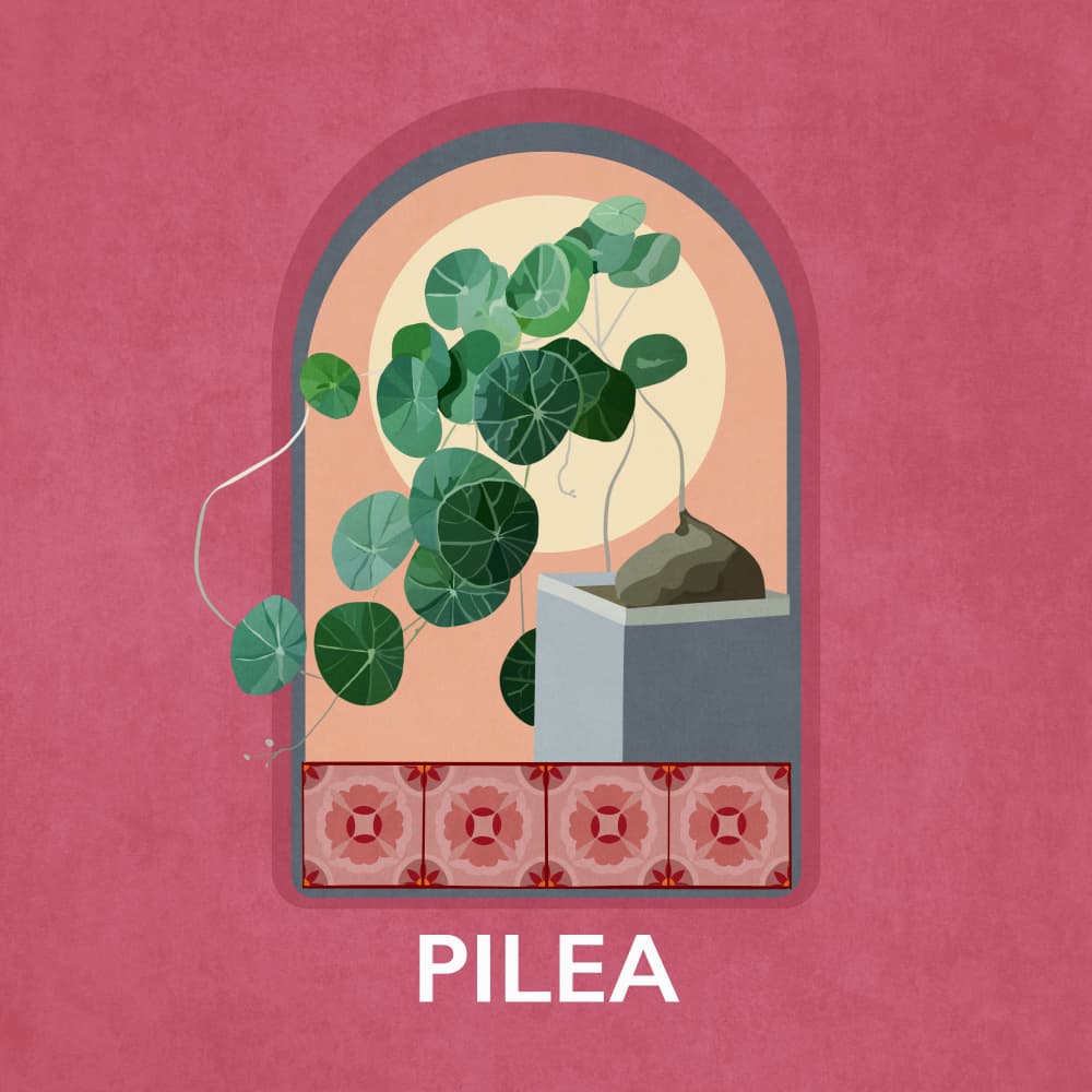 Green Sets Pilea by Emel Tunaboylu — canvas wall art