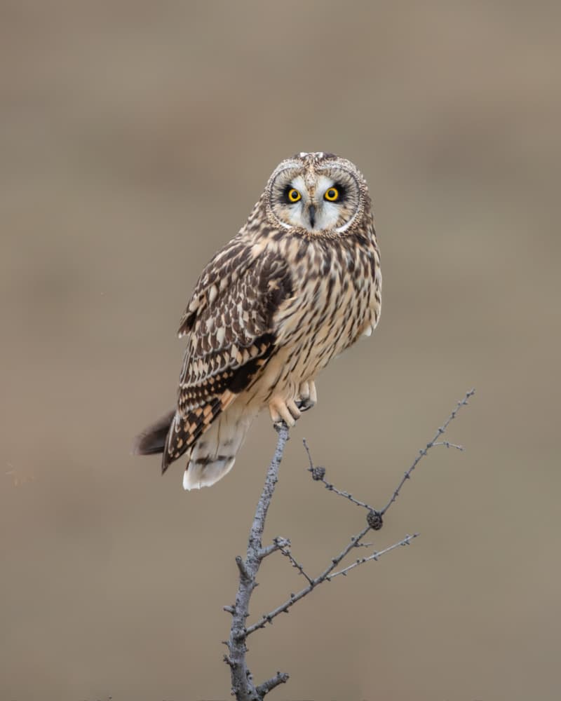 Watchful Short-eared Owl by Donald Luo — canvas wall art