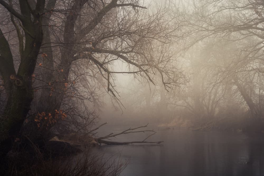 Misty River Woods by Mariusz Guc — canvas wall art