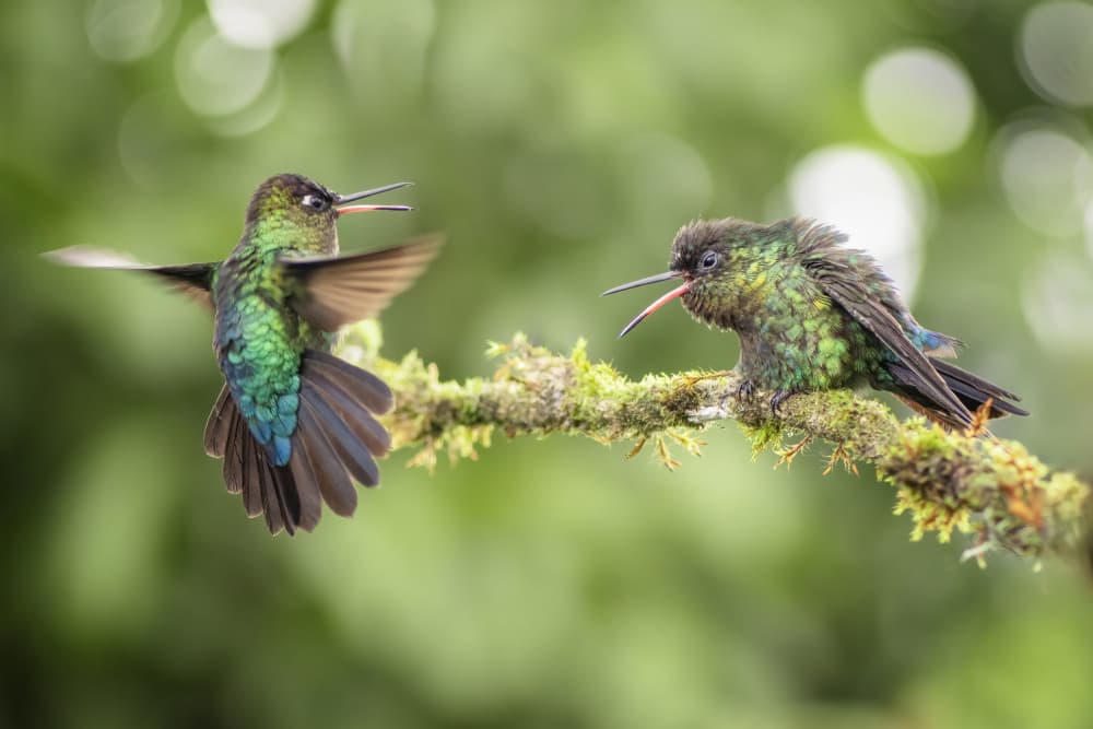 Tropical Hummingbird Feud by Ming Chen — canvas wall art