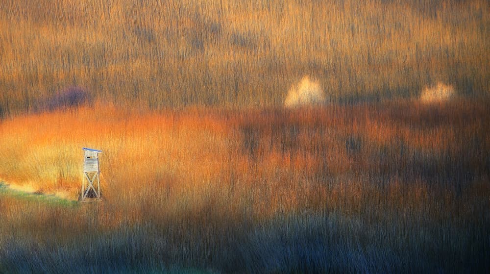 Golden Field Blind by paralaxa — canvas wall art