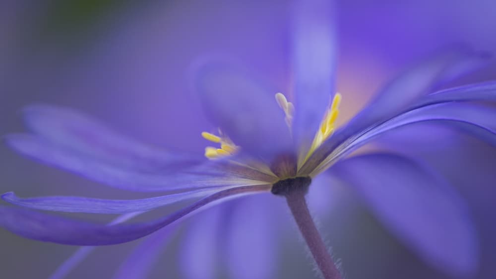 Dreamy Purple Bloom by Penny Myles — canvas wall art