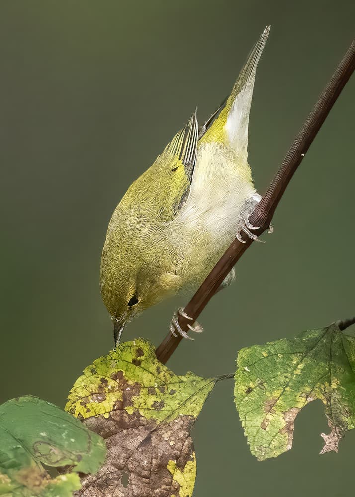 Green Bird Foraging by Robert Zhang — canvas wall art