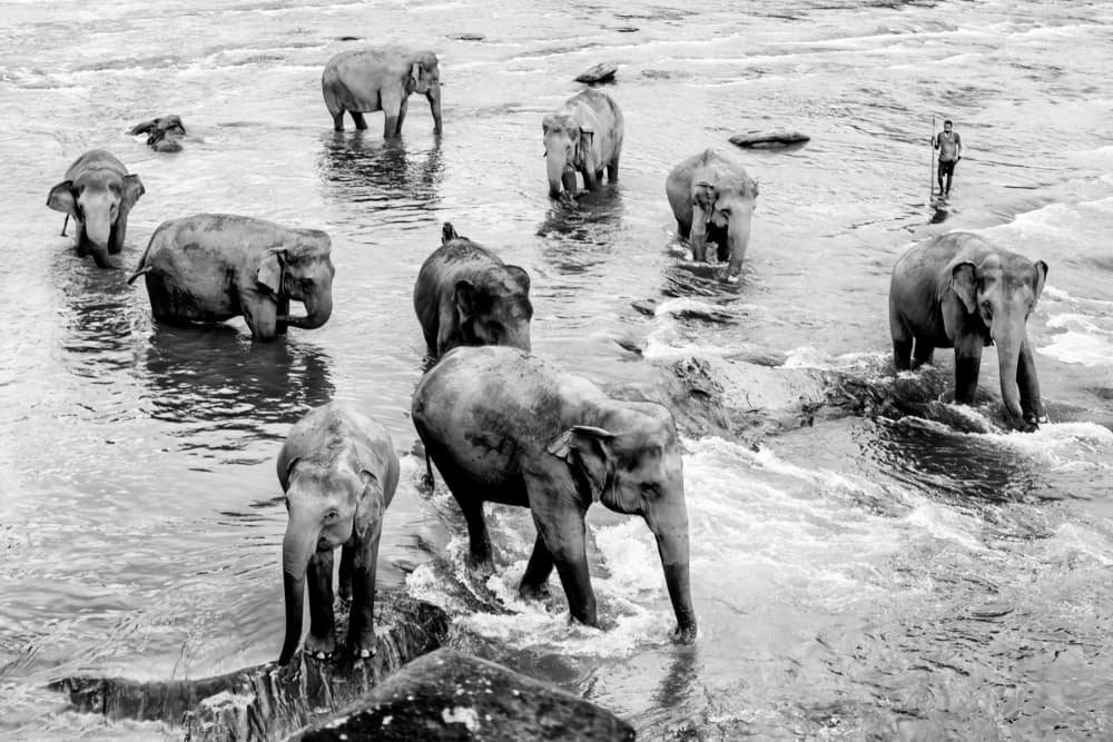 Wild Elephants River Bath by Saad Salem — canvas wall art