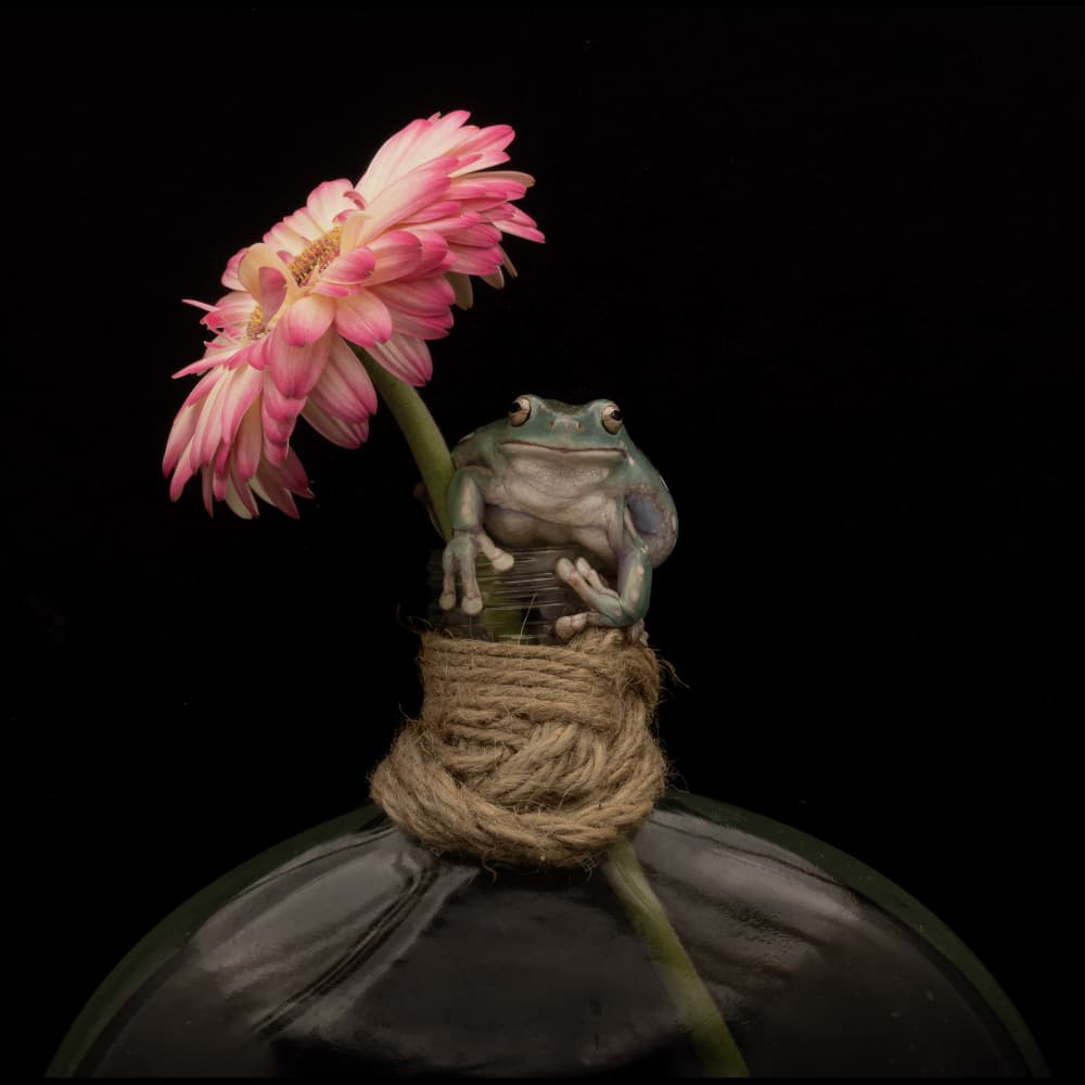 Cute Frog Pink Daisy by Linda D Lester — canvas wall art