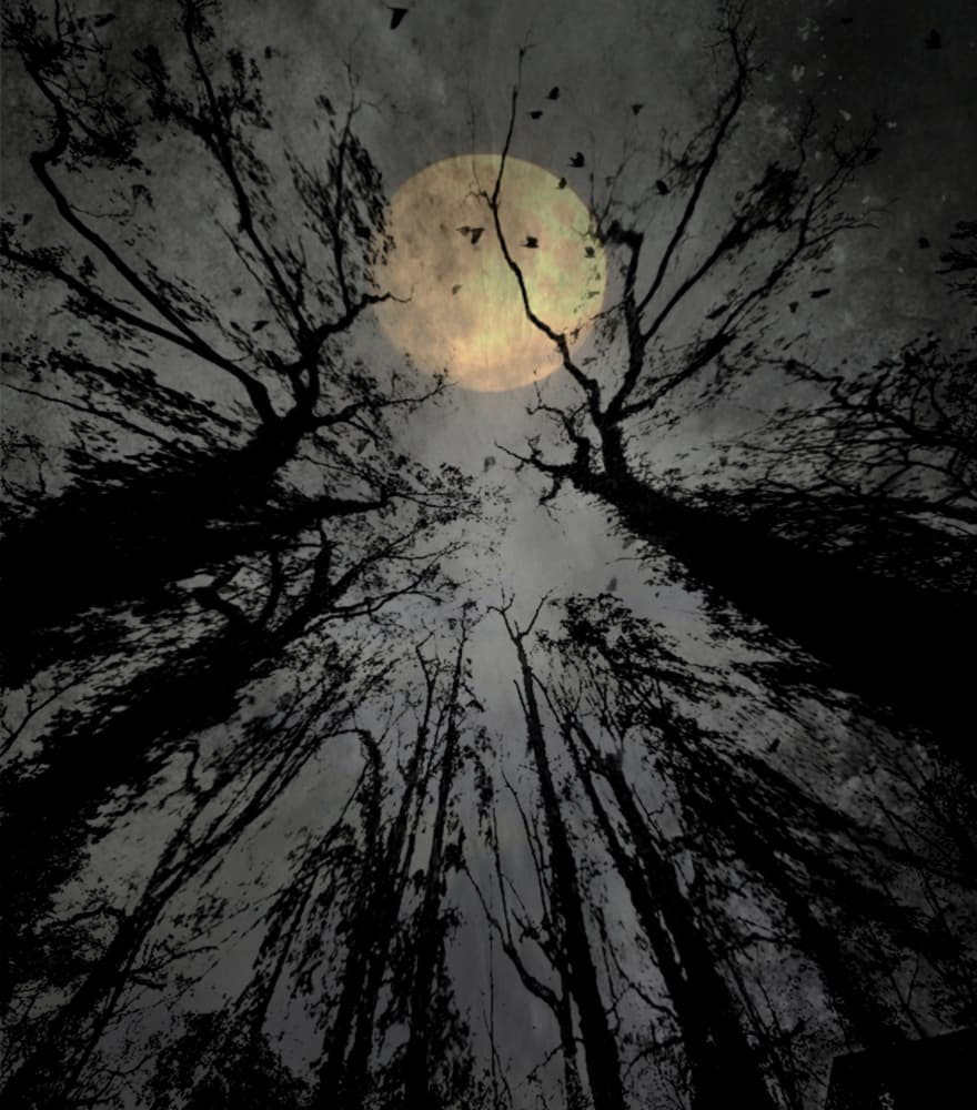 Eerie Moonlit Forest by Robert Fabrowski — canvas wall art