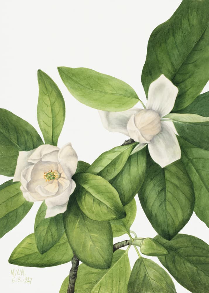 Sweetbay (1927) by Mary Vaux Walcott — canvas wall art