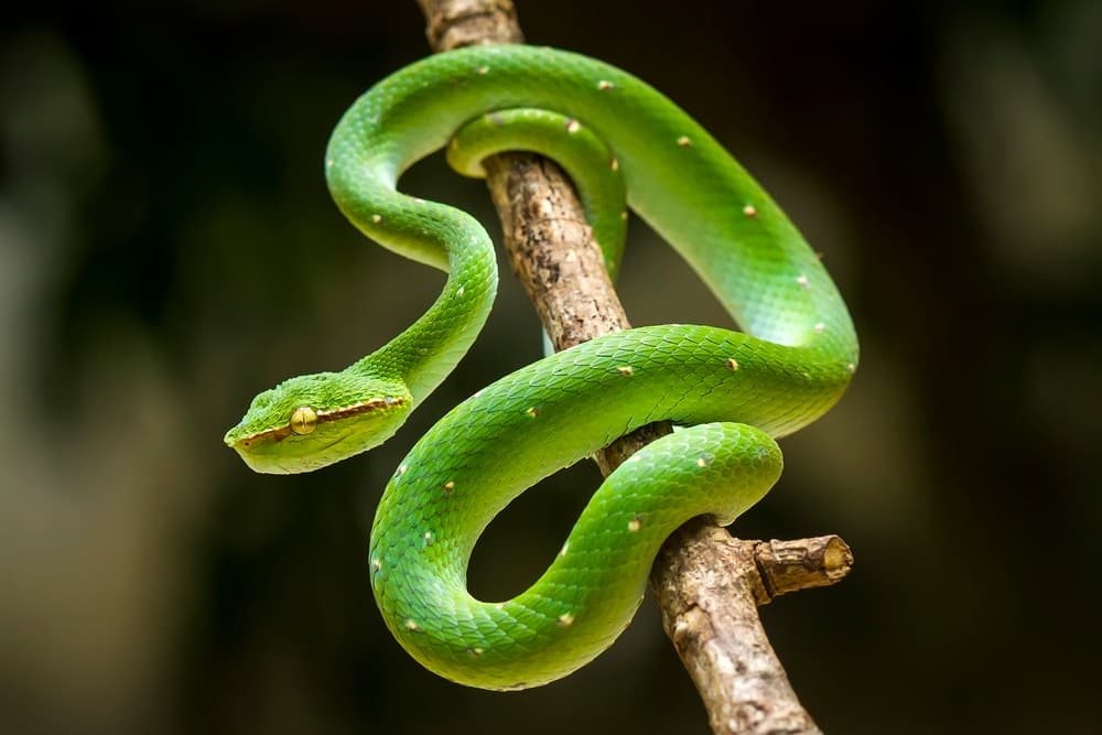 Vibrant Green Tree Viper by Abdul Gapur Dayak — canvas wall art