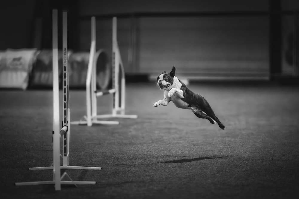 Flying Boston Terrier by Pali Gerec — canvas wall art