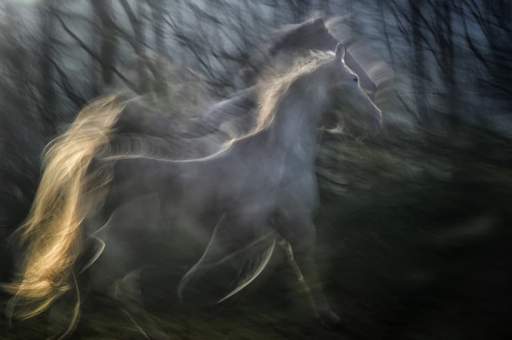 Spirit Horse Running by Milan Malovrh — canvas wall art