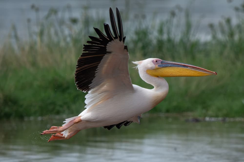 Pelican Skimming Water by HuongHoang — canvas wall art