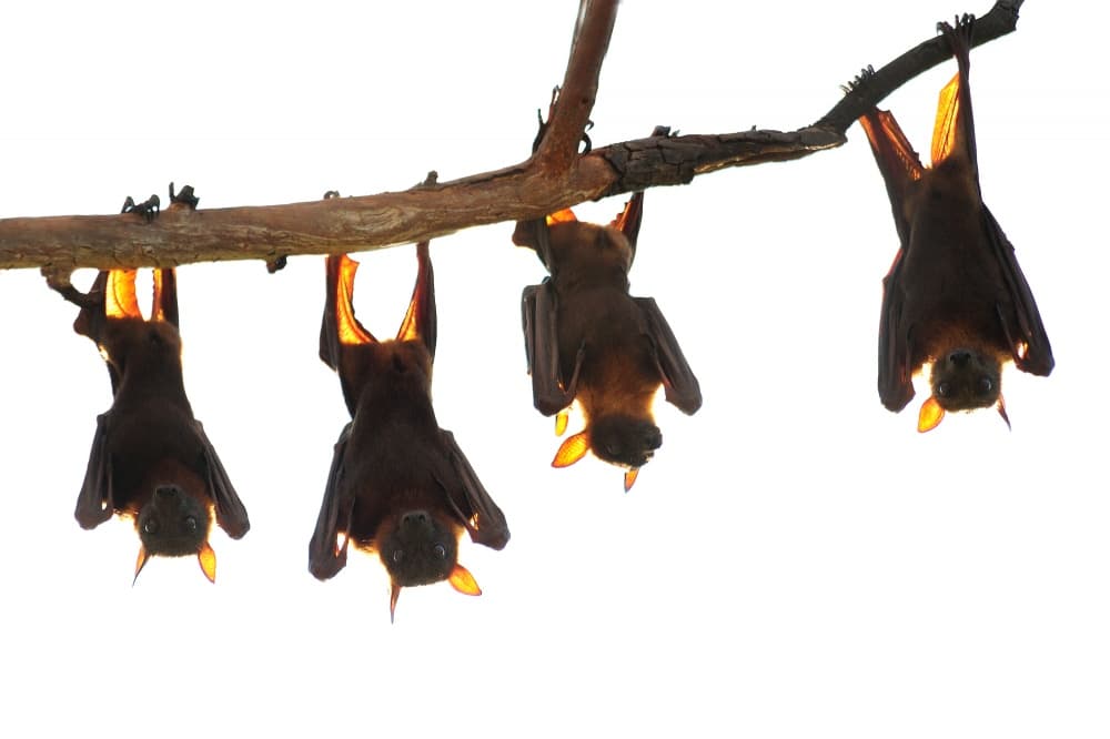 Backlit Fruit Bats by Daniel Montero — canvas wall art
