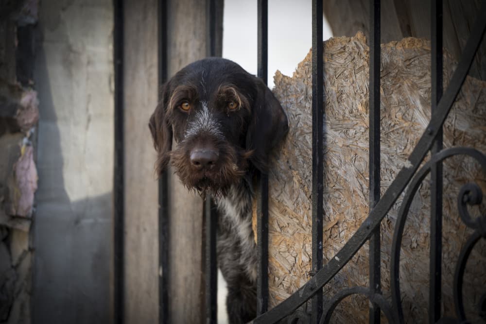 Curious Dog Through Fence by Cristian Pavel — canvas wall art