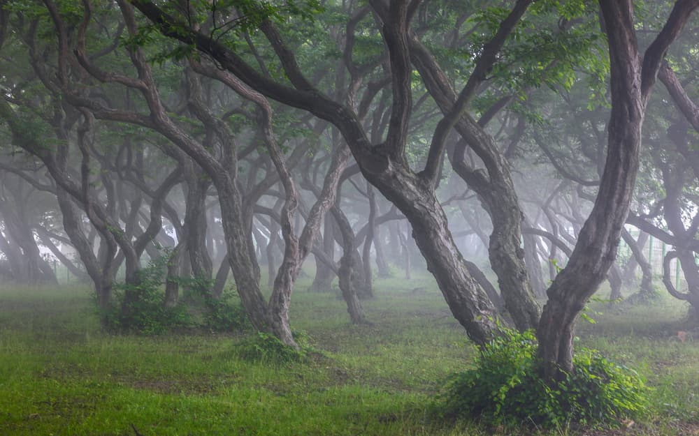 Enchanted Foggy Woods by Shin Woo Ryu — canvas wall art