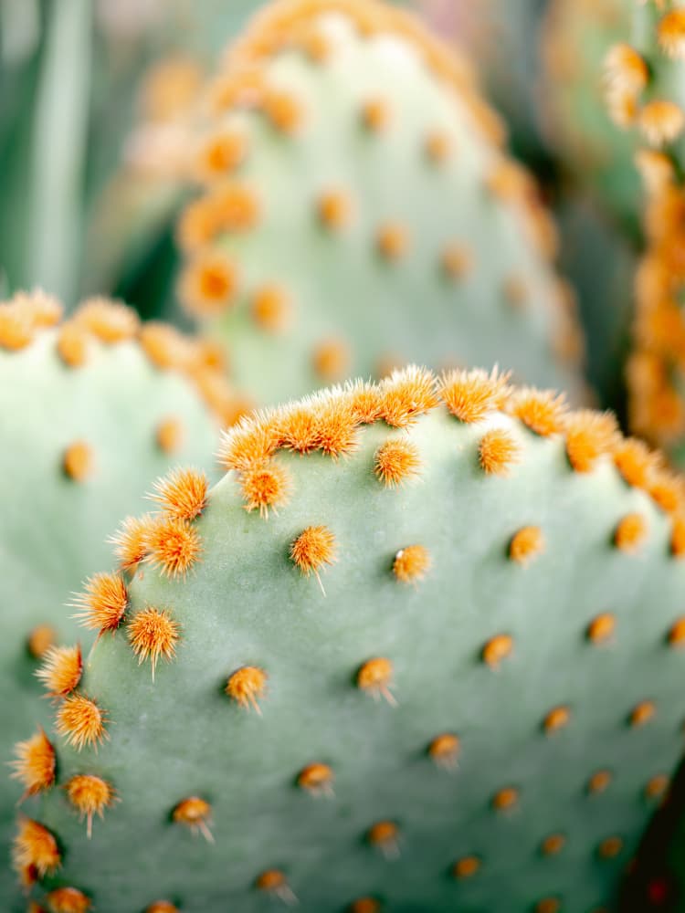 Orange and Green II - Marrakech botanical photography by Raisa Zwart — canvas wall art