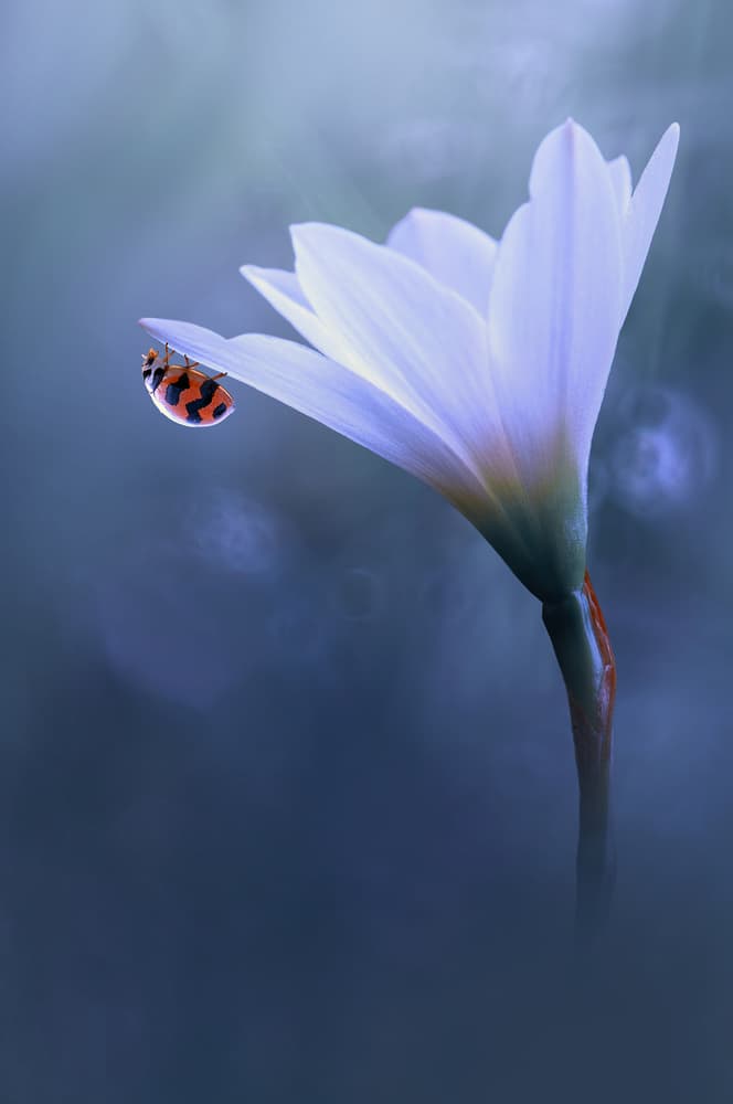 Delicate Ladybug Flower by Edy Pamungkas — canvas wall art