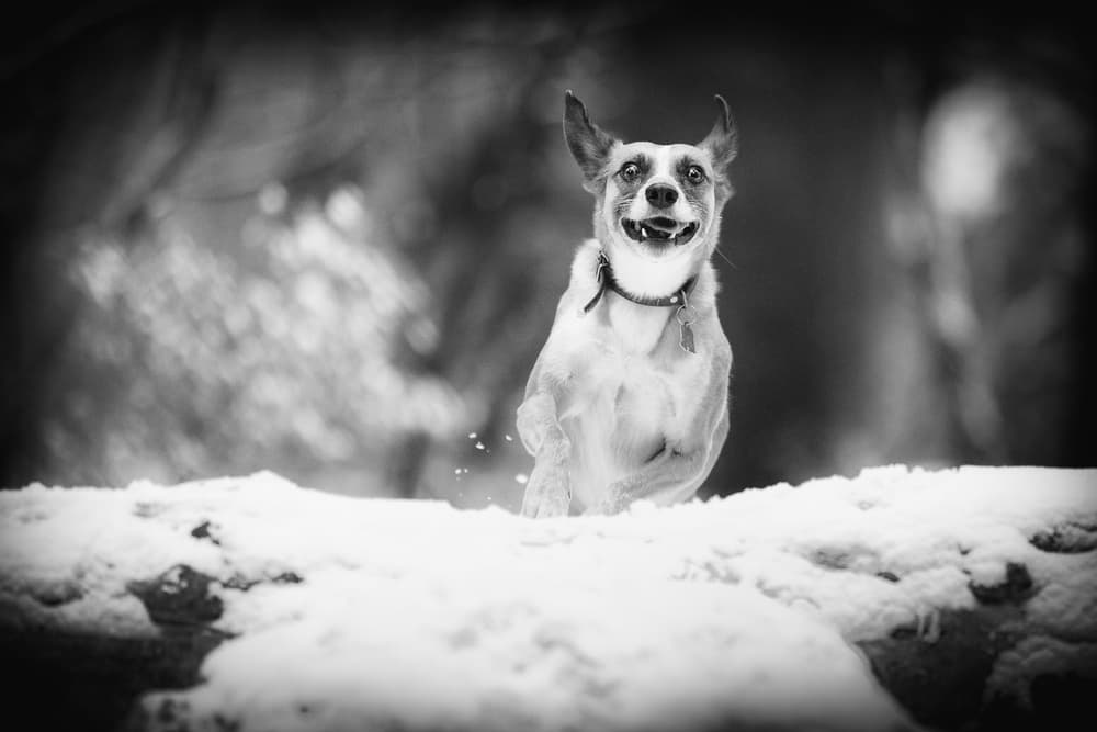 Happy Dog in Snow by Pali Gerec — canvas wall art