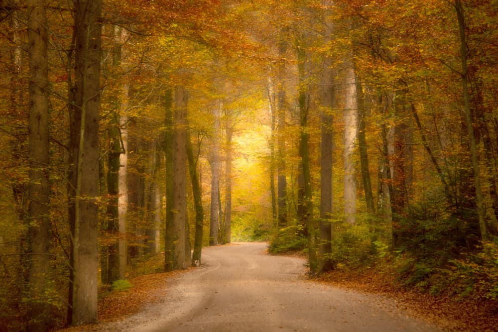 Winding Golden Forest Road by Joško Šimic — canvas wall art