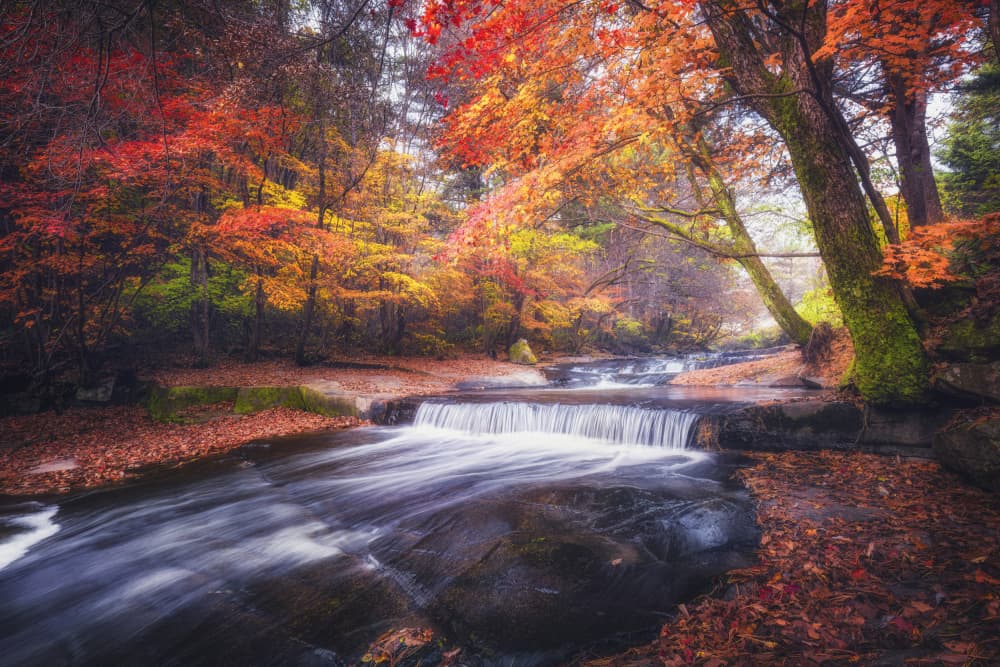 Colorful Autumn Stream by Tiger Seo — canvas wall art