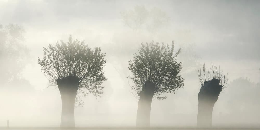 Trees in Morning Mist by Piet Flour — canvas wall art
