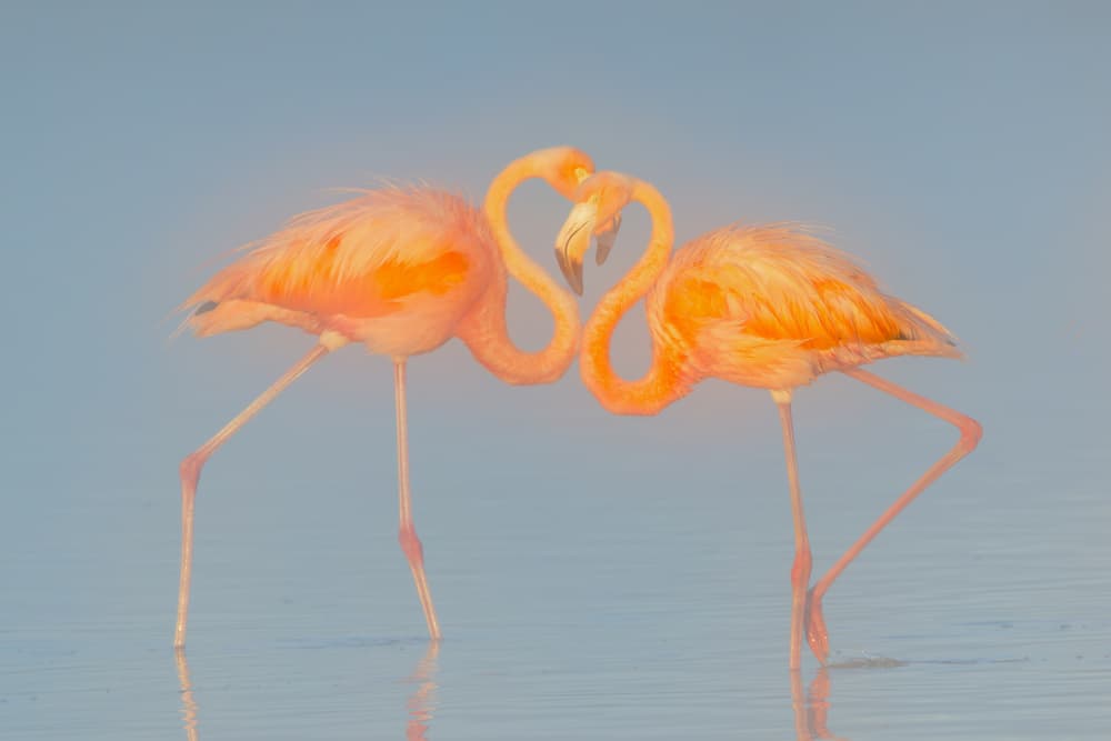 Flamingo Love Heart by Jun Zuo — canvas wall art