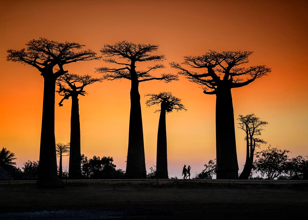 Madagascar Baobabs Sunset by Raymond Ren Rong Liu — canvas wall art