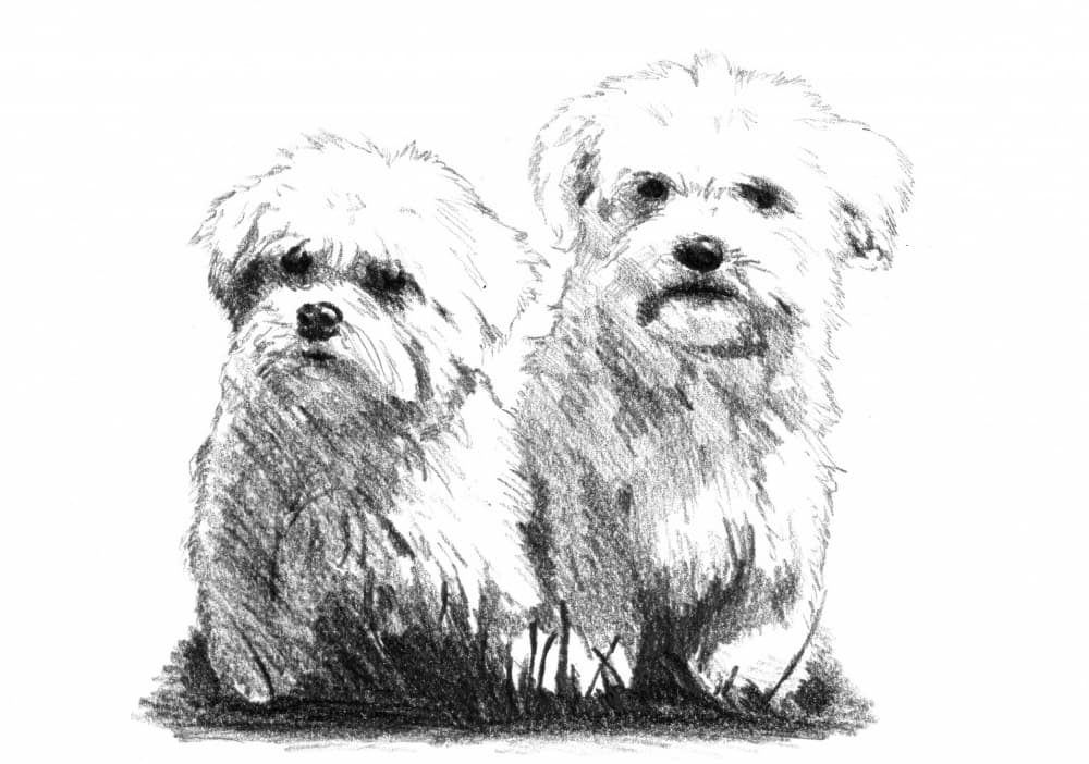 Two Fluffy Puppies by Kulik — canvas wall art