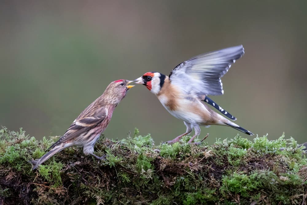 Goldfinch Nurtures Redpoll by Hugh Wilkinson — canvas wall art