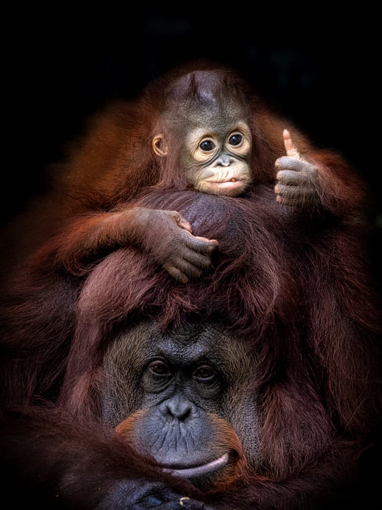 Baby Orangutan Thumbs Up by Prabu Dennaga — canvas wall art