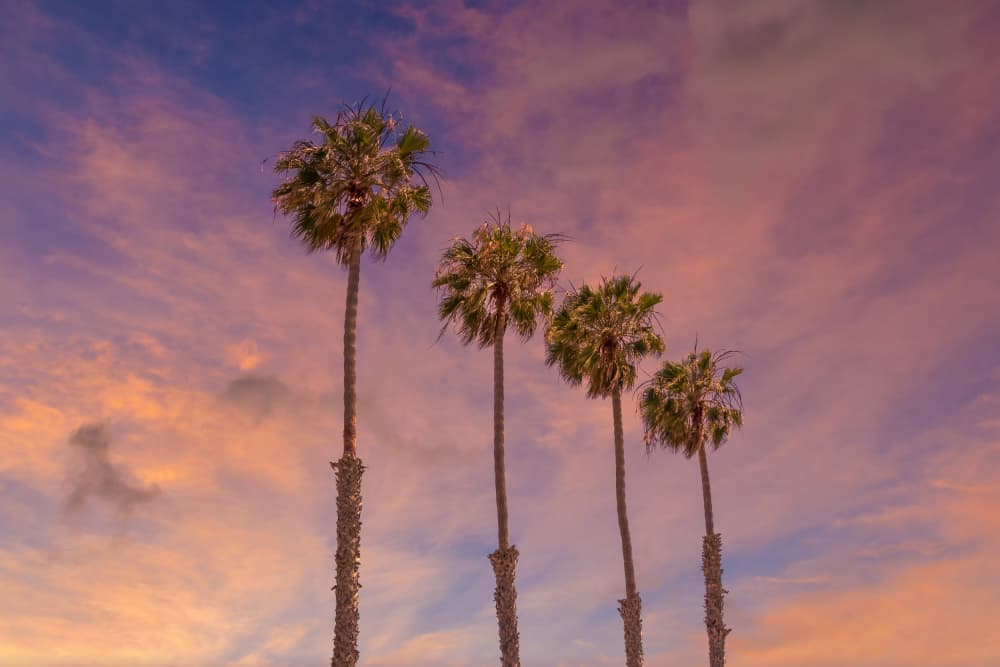 Sunset Palm Trees by Melanie Viola — canvas wall art