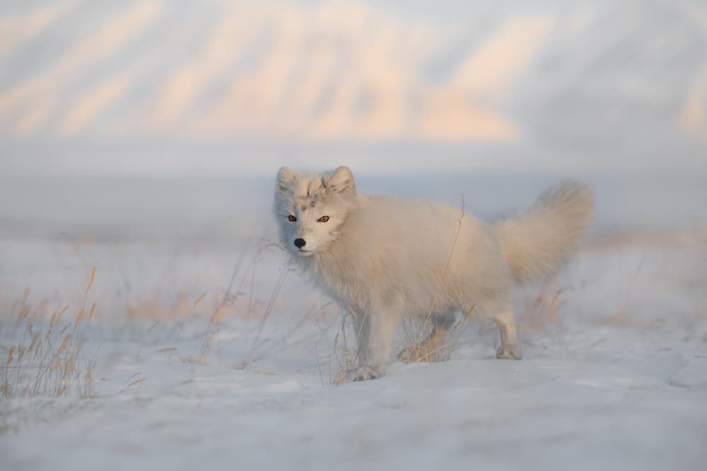Arctic Fox Winter Serenity by Roberto Marchegiani — canvas wall art