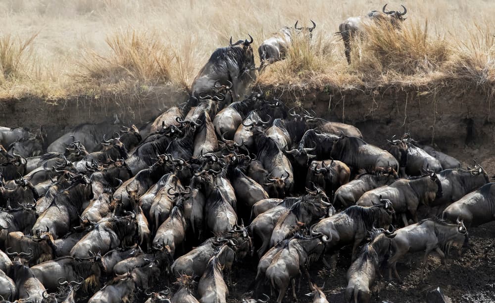Great Migration Crossing by Jun Zuo — canvas wall art