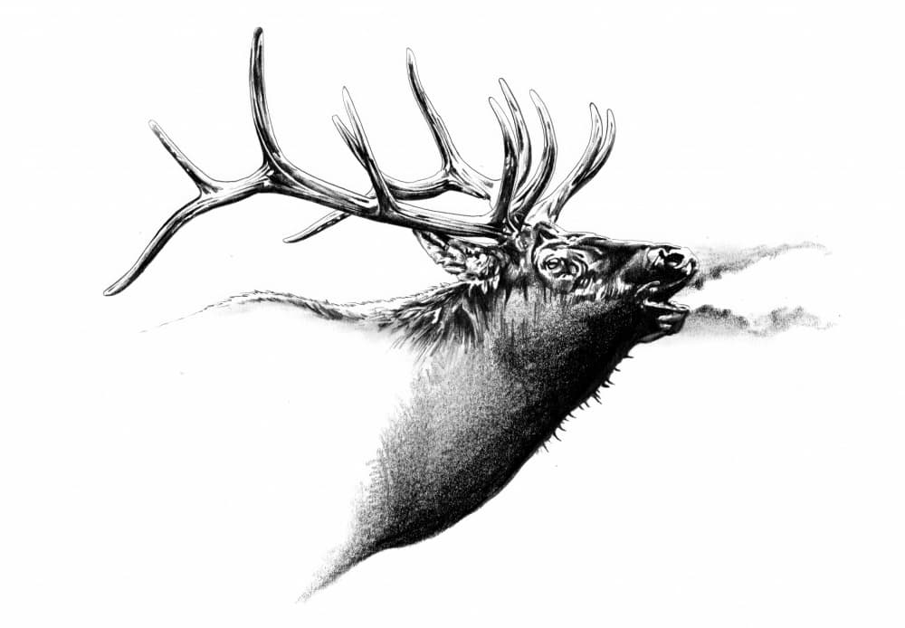 Majestic Elk Bugle by Kulik — canvas wall art