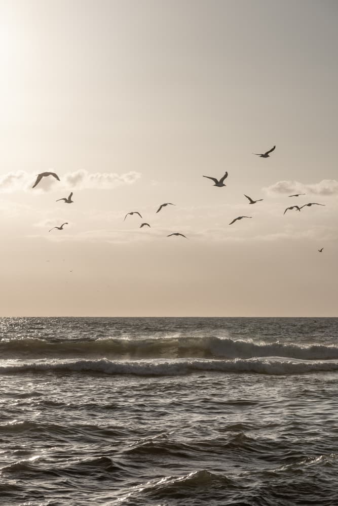 Birds and the Sea 3 by Mareike Böhmer — canvas wall art