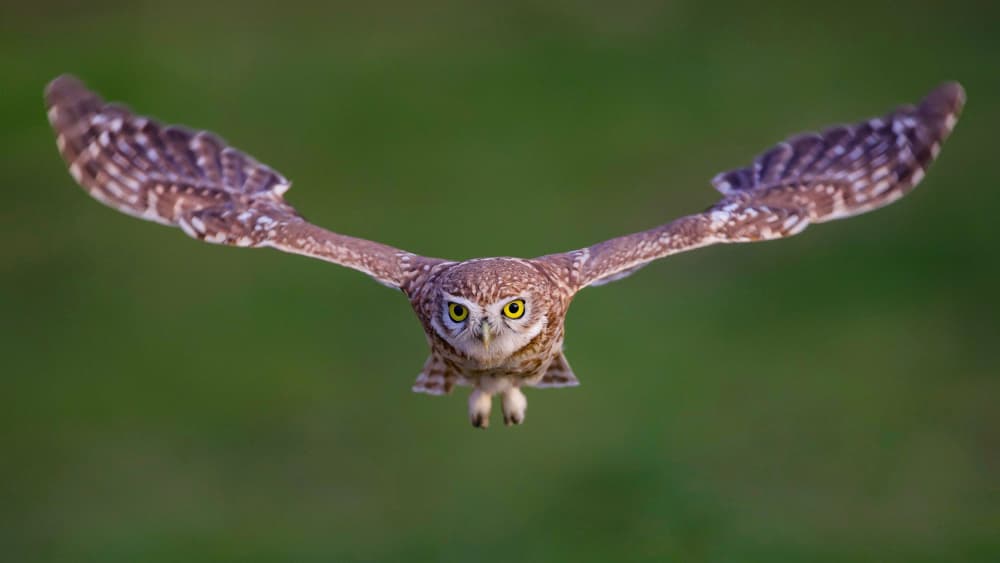 Flying Owl Gaze by David Manusevich — canvas wall art