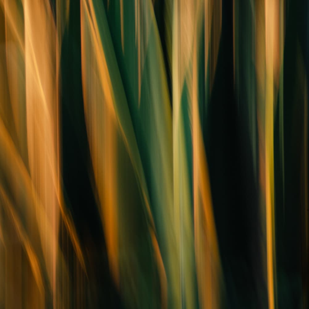Golden Green Blur by Misaki Saito — canvas wall art