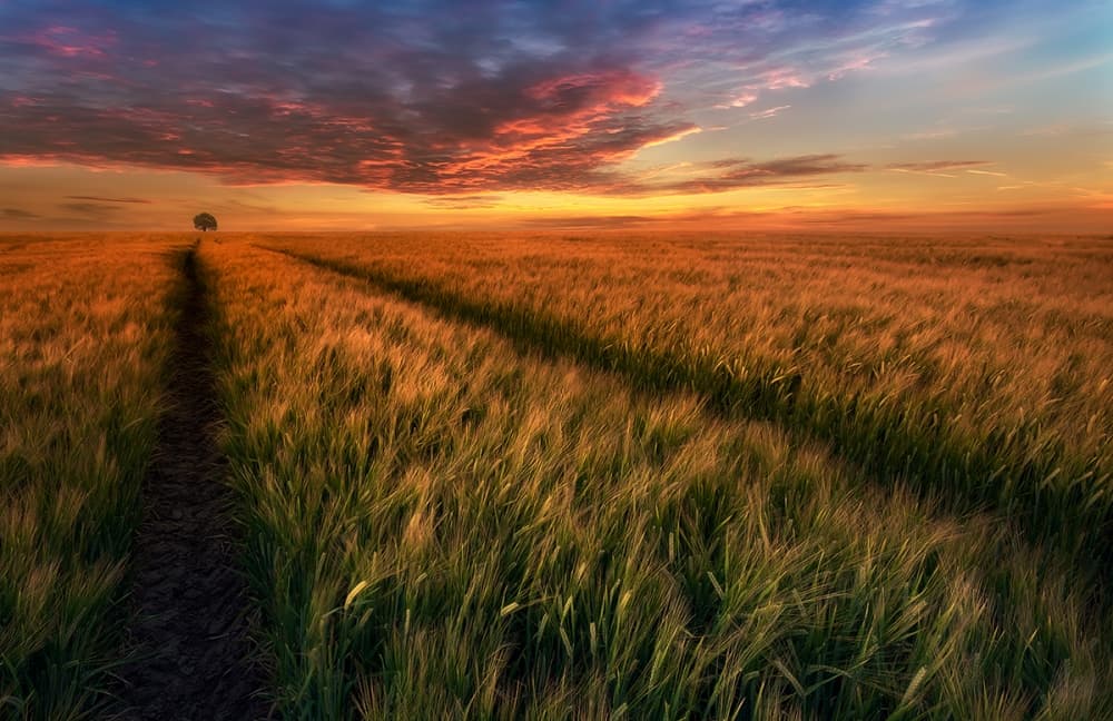 Sunset Over Wheat Field by Piotr Krol (Bax) — canvas wall art