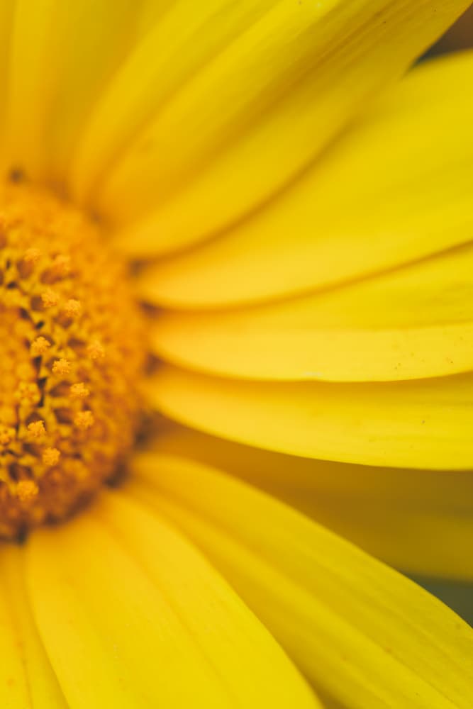 Golden Yellow Petals by Javier Pardina — canvas wall art