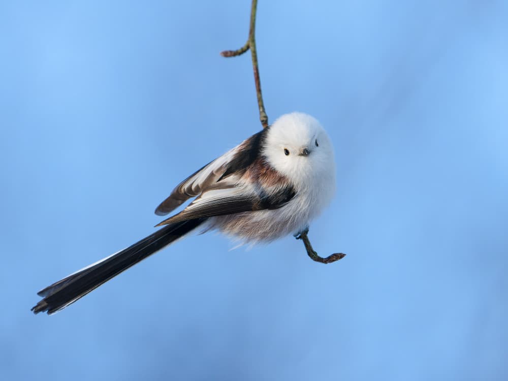 Fluffy Long-Tailed Tit by Svein Ove Linde — canvas wall art