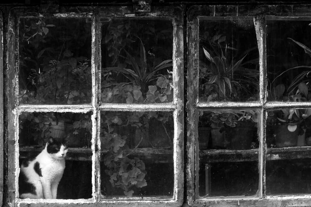Cat in Old Window by Catalin Baican — canvas wall art