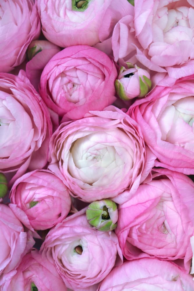 Pink Ranunculus Blooms by Rosana Laiz Blursbyai — canvas wall art