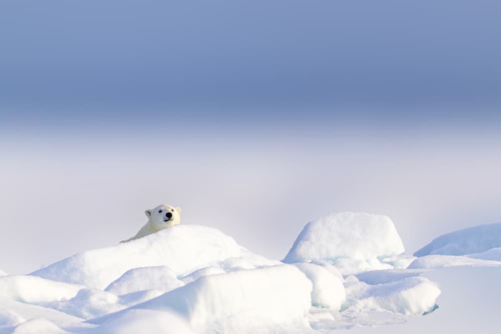 Curious Polar Bear Cub by Som Prasad — canvas wall art