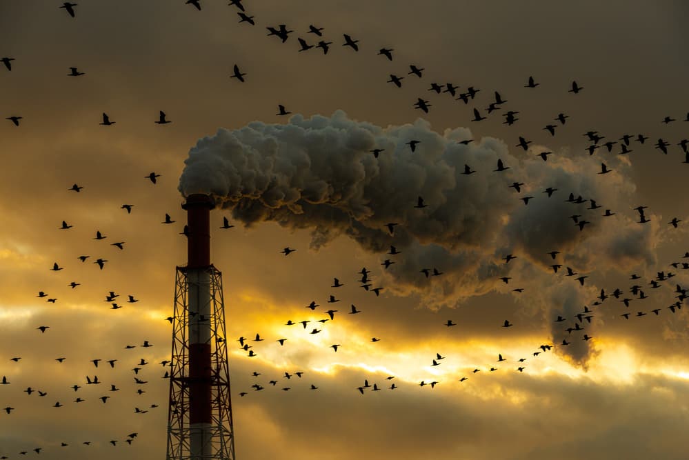 Smokestack Birds Golden Sky by Tatsuki Ito — canvas wall art