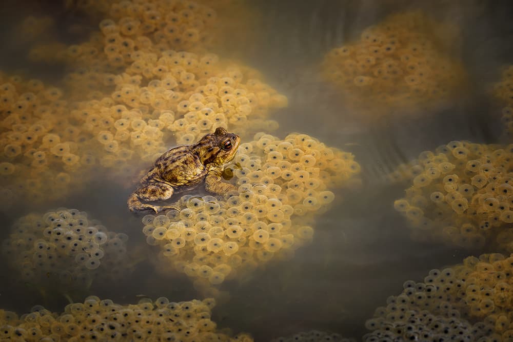 Toad on Spawn by Roberto Marini — canvas wall art