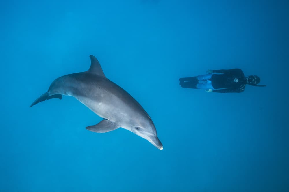Dolphin And Diver Underwater by Barathieu Gabriel — canvas wall art