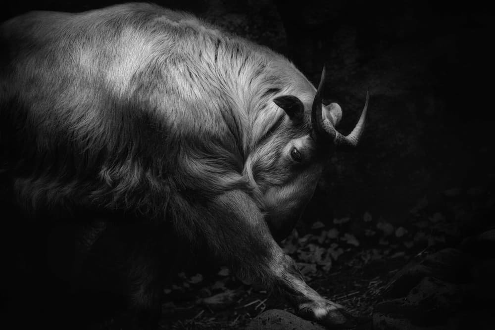 Majestic Takin by Eiji Itoyama — canvas wall art